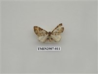 藏品(尺蛾718)的圖片